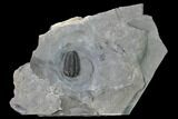 Flexicalymene Trilobite - LaPrairie, Quebec #164359-1